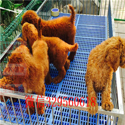 辽阳出售纯种巨贵巨型贵宾长大有多高红色巨型贵宾正规犬舍繁殖贵宾犬