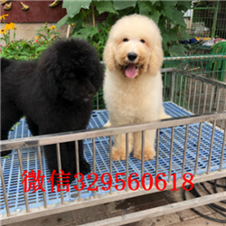 昌吉哪里有卖巨型贵宾巨型贵宾长大有多高白色