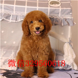 辽阳出售纯种巨贵巨型贵宾长大有多高红色巨型贵宾正规犬舍繁殖贵宾犬