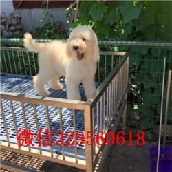 黔东南哪里有巨贵卖多少钱巨型贵宾多少钱一只哪里有巨贵卖多少钱纯种高品质双血统贵宾