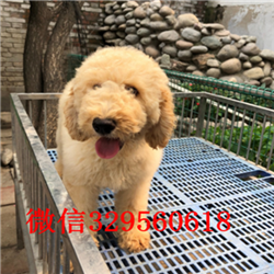 黔东南哪里有巨贵卖多少钱巨型贵宾多少钱一只哪里有巨贵卖多少钱纯种高品质双血统贵宾