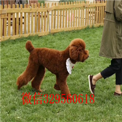 青岛出售纯种巨贵巨型贵宾长大有多高白色巨型贵宾纯种高品质双血统贵宾