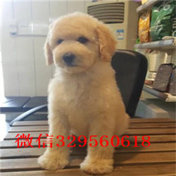 昌吉哪里有卖巨型贵宾巨型贵宾长大有多高白色巨型贵宾巨型贵宾犬好养吗