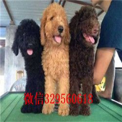 辽阳出售纯种巨贵巨型贵宾长大有多高红色巨型贵宾正规犬舍繁殖贵宾犬