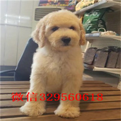 昌吉哪里有卖巨型贵宾巨型贵宾长大有多高白色巨型贵宾巨型贵宾犬好养吗