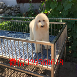 许昌哪里有卖巨型贵宾巨型贵宾长大有多高灰色