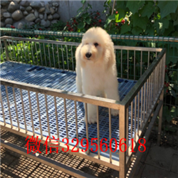 包头出售纯种巨贵巨型贵宾多少钱一只哪里有巨贵卖多少钱纯种巨型贵宾犬