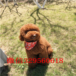 巴音郭楞哪里能买到巨贵巨型贵宾长大有多高灰