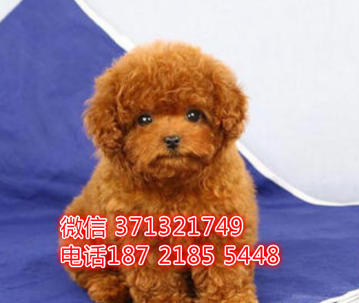 贵宾犬出售纯种 小型犬贵宾狗狗，青岛特价犬舍繁殖