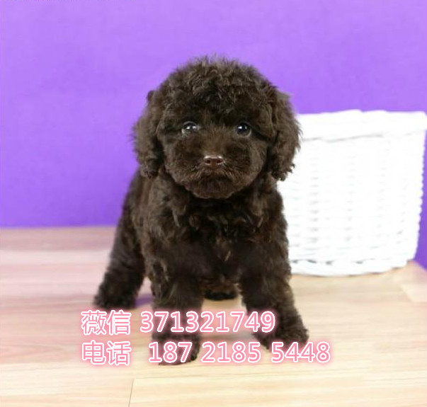 上海贵宾犬出售 上海哪里有卖贵宾犬狗狗 上海