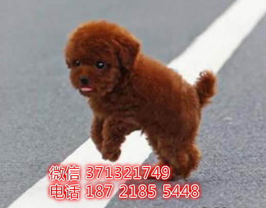 贵宾犬出售纯种 小型犬贵宾狗狗 北京犬舍繁殖 全国发货