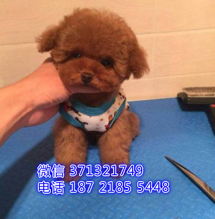 贵宾犬出售纯种 小型犬贵宾狗狗，天津犬舍繁殖