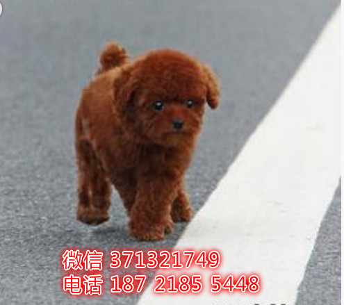 贵宾犬出售纯种 小型犬贵宾狗狗 北京犬舍繁殖 全国发货