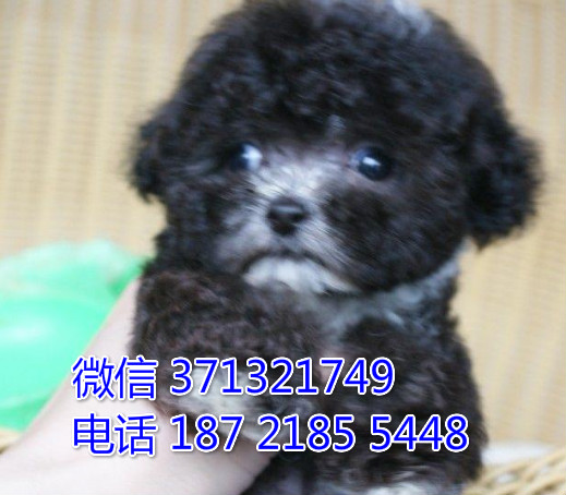 济南犬舍灰色贵宾犬出售小型犬泰迪狗狗活泼聪