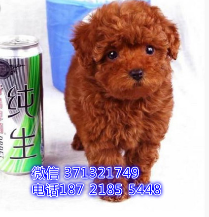 深圳贵宾犬出售纯种幼犬 迷你小贵宾犬狗狗