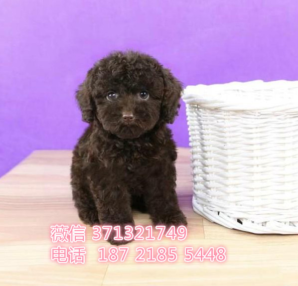 贵宾犬出售纯种一窝 合肥基地直销 合肥狗场