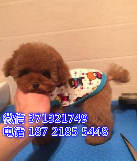 贵宾犬出售纯种 小型犬贵宾狗狗，天津犬舍繁殖