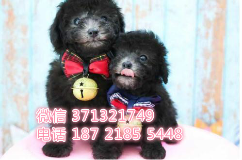 灰色贵宾犬出售小型犬泰迪狗狗活泼聪明 品相好