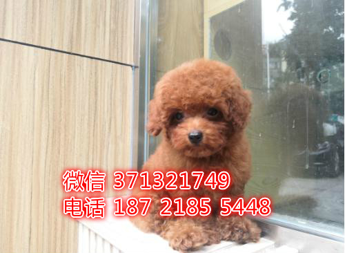 贵宾犬出售，武汉犬舍贵宾犬狗狗 迷你贵宾犬幼