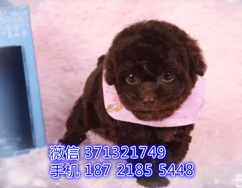 武汉贵宾犬出售纯种幼犬，小型犬贵宾狗狗，武汉繁