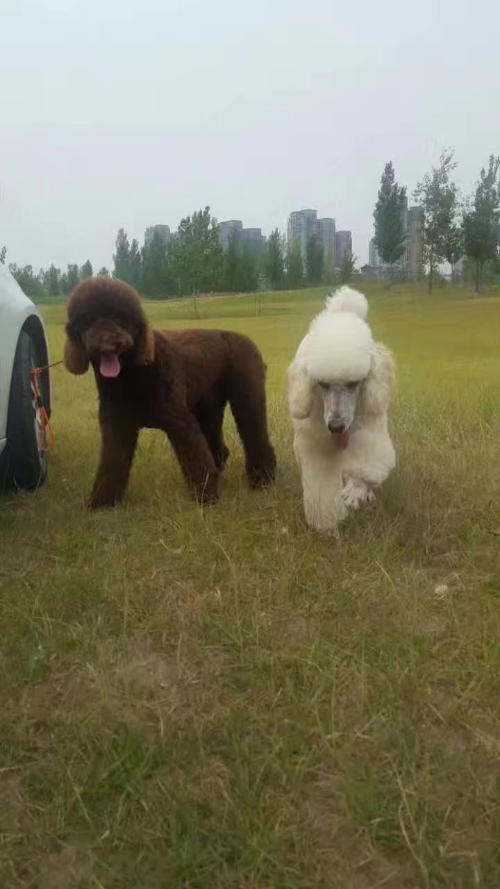 济南哪里卖白色贵宾犬 济南巨型贵宾怎么卖的 济南灰色贵宾价格
