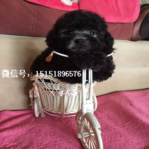济南哪里卖白色贵宾犬 济南巨型贵宾怎么卖的 济南灰色贵宾价格