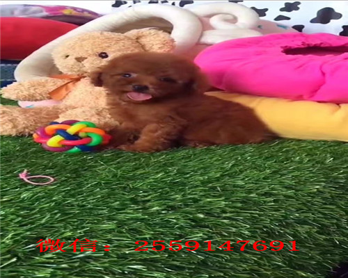 济南哪里卖健康的贵宾犬 济南灰色贵宾怎么卖的 济南红色贵宾多少钱