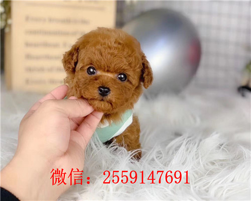 济南哪里卖健康的贵宾犬 济南灰色贵宾怎么卖的 济南红色贵宾多少钱