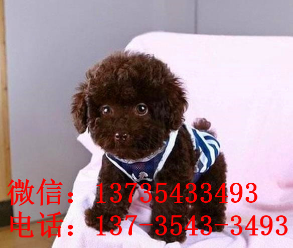 杭州宠物狗狗出售纯种贵宾犬小迷你贵宾犬活体宠物狗