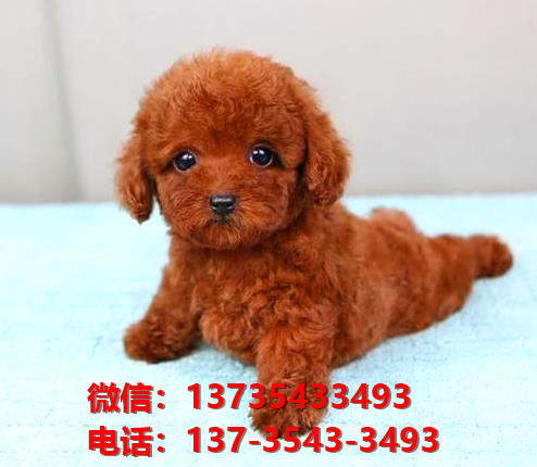 济南狗场犬舍出售纯种迷你贵宾犬 宠物狗市场在哪卖狗