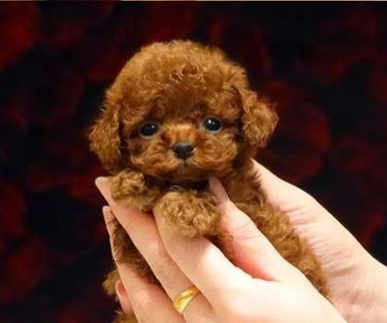 合肥宠物狗狗出售纯种贵宾犬幼犬茶杯泰迪领养