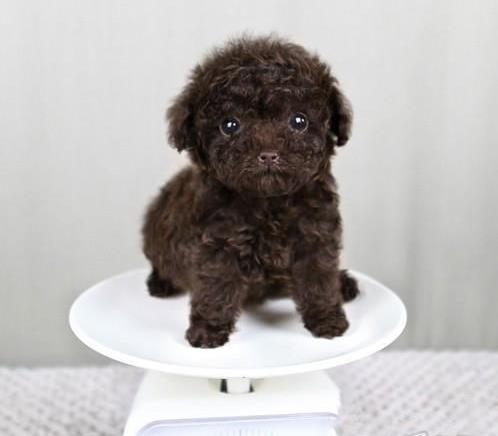 青岛狗场犬舍出售纯种迷你贵宾犬 宠物狗市场