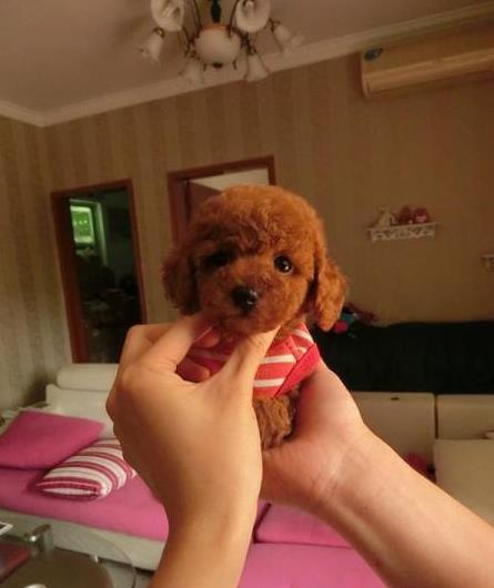 上海宠物狗场出售纯种贵宾犬哪里有狗市场在哪