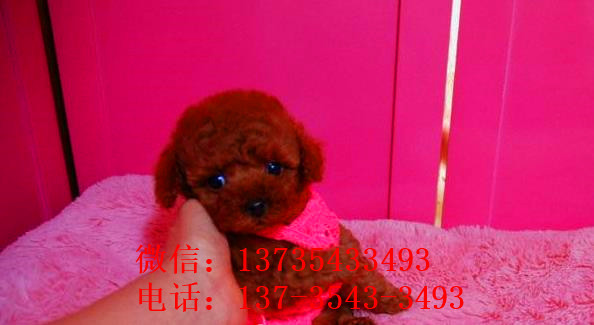 上海宠物狗狗出售纯种茶杯泰迪迷你贵宾犬小狗狗领养