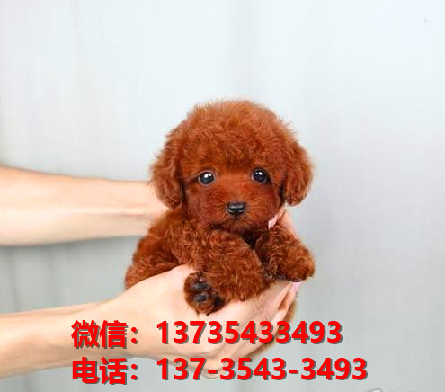 萍乡犬舍出售纯种贵宾犬 宠物狗市场在哪 哪里