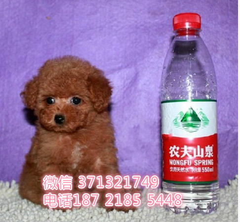 上海贵宾犬出售纯种幼犬 小型犬贵宾狗狗 杭州本地