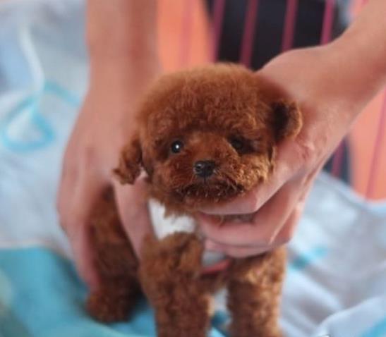 厦门宠物狗狗出售纯种贵宾犬幼犬茶杯泰迪领养