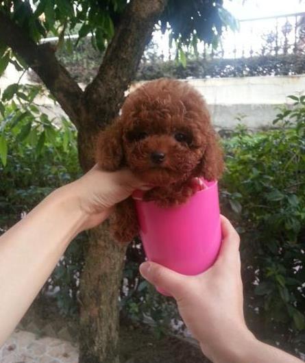 上海贵宾犬出售纯种迷你贵宾犬狗市场在哪买狗