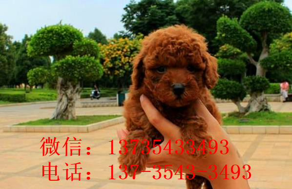 天津狗场出售纯种贵宾犬宠物狗市场在哪买狗卖狗