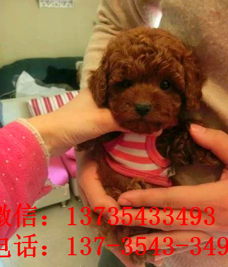 上海宠物狗狗出售纯种贵宾犬小迷你贵宾犬活体宠物狗