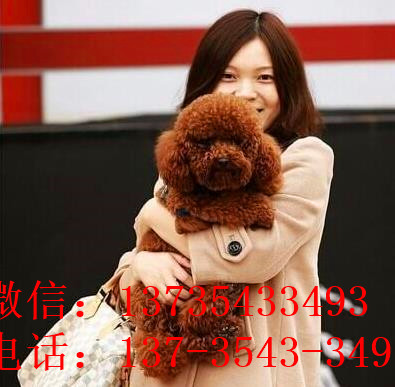 上海狗场出售纯种贵宾犬宠物狗市场在哪买狗卖狗