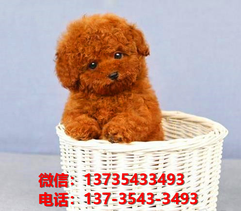 枣庄犬舍出售纯种贵宾犬 宠物狗市场在哪 哪里