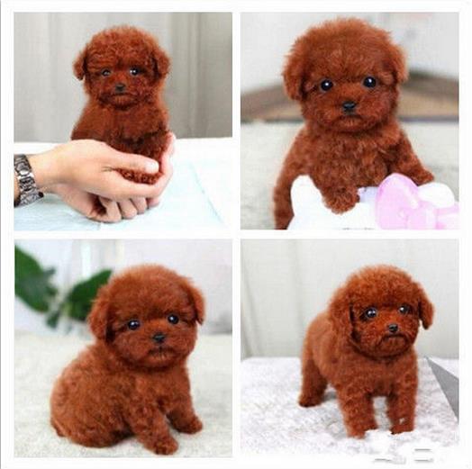 厦门狗场犬舍出售纯种迷你贵宾犬 宠物狗市场