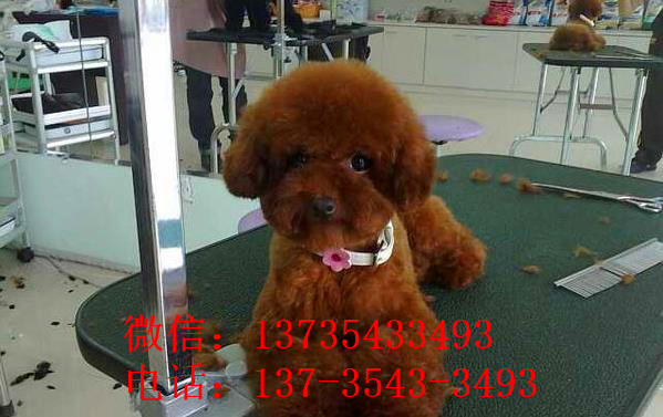 南昌宠物狗狗出售纯种茶杯泰迪迷你贵宾犬小狗狗领养