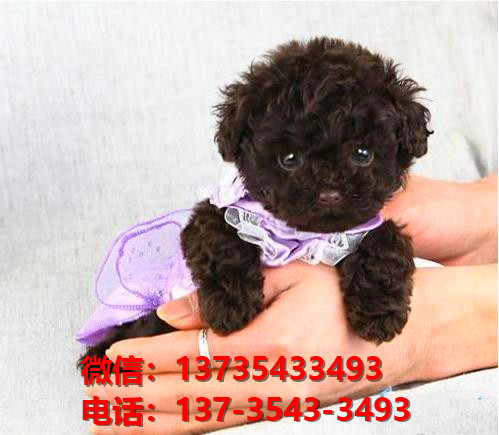 青岛狗场犬舍出售纯种迷你贵宾犬 宠物狗市场在哪卖狗