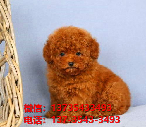 西安狗场犬舍出售纯种迷你贵宾犬 宠物狗市场在哪卖狗