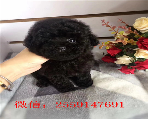 西安哪里卖巨型贵宾犬 西安贵宾多少钱 西安红色贵宾怎么卖 西安灰色贵宾