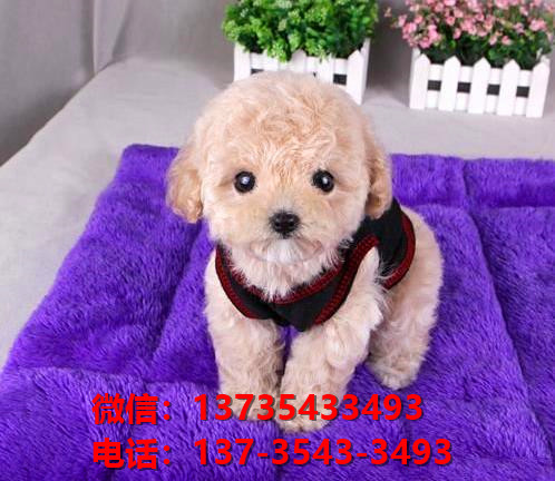 泰安犬舍出售纯种贵宾犬 宠物狗市场在哪 哪里有狗狗领养