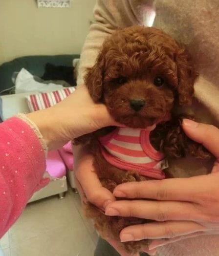 厦门贵宾犬出售纯种迷你贵宾犬狗市场在哪买狗