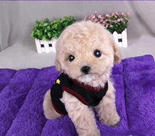 武汉狗场犬舍出售纯种迷你贵宾犬 宠物狗市场